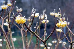 Japanischer Papierbusch (Winterliebe)