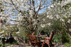 Kirschblüte