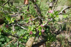 Apfelbaum