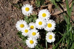 Gänseblümchen