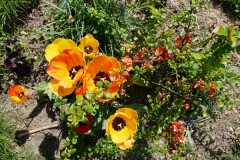 Frühling in Orange