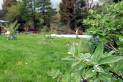 Einblick in den Waldgarten