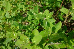 Regentropfen