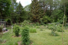Einblick in den Waldgarten