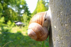 06-2023_Lifegarten-04