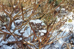 winterliebe